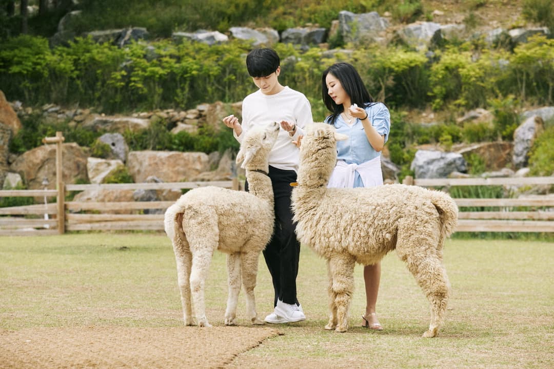 [Alpaca World] Alpaca World Admission Ticket