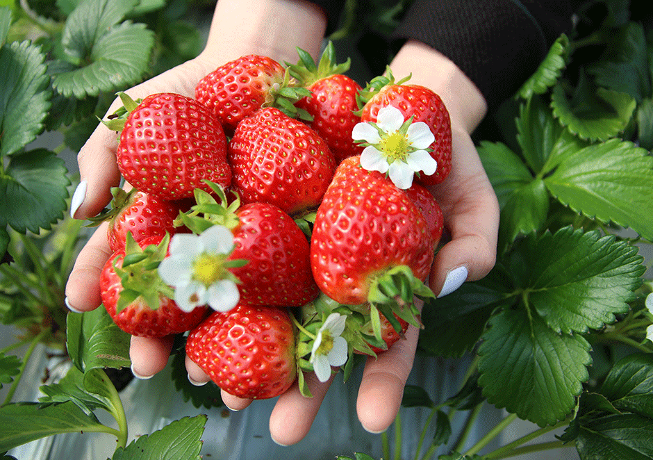 [Nami Island] Strawberry Picking Farm + Nami Island +  Railbike One Day Tour